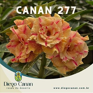 Enxerto CANAN 277 PERFUMADA
