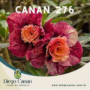 Enxerto CANAN 276 PERFUMADA