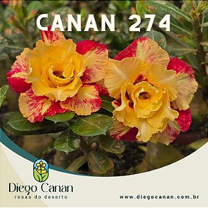 Enxerto CANAN 274 PERFUMADA