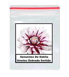 50 Sementes De Dahlia Coltness Sortida - gdezsementes