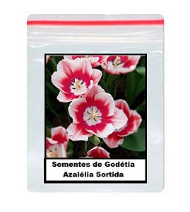 50 Sementes de Godétia Azalélia Sortida - gdezsementes