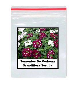 50 Sementes De Verbena Grandiflora Sortida