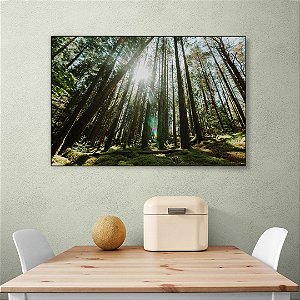 Quadro Decorativo - Floresta 013