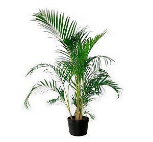 Palmeira Areca Bambu
