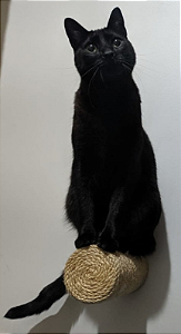 Super Arranhador Bob