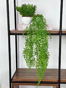 Pendente Folhagem Artificial Dichidia 65cm + Vasinho Com Dichidia