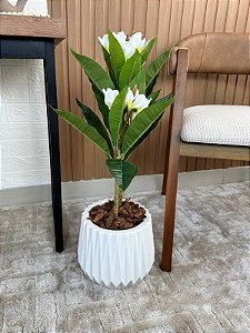 Árvore Plumeria Toque Real 75cm Vaso Polietileno Branco