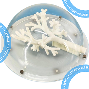 Apenas Brônquio Rígido