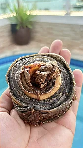 Mordedor Sensação Roll - Good Lovin