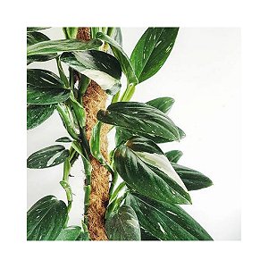 Monstera standleyana