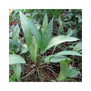 Muda de anthurium gracile pequena