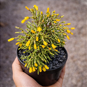 Suculenta Rhipsalis Erecta