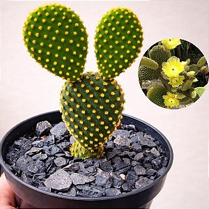Cacto Opuntia Microdasys "Orelha De Mickey Mouse" amarelo
