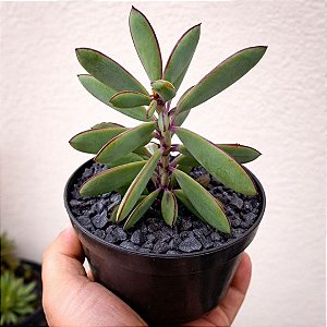 Suculenta Senecio Crassissimus