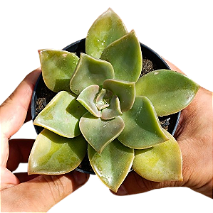 Suculenta Echeveria Gisele