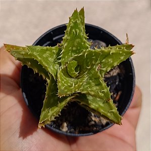 Suculenta Aloe Juvenna
