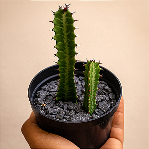 Cacto Euphorbia Trigona Rubra