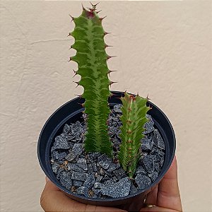 Cacto Euphorbia Trigona Rubra