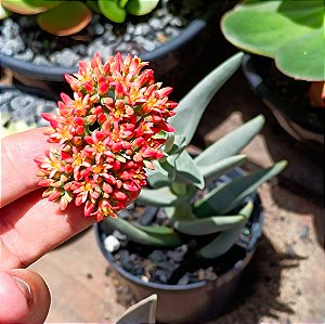 Suculenta Crassula Perfoliata "Falcata"