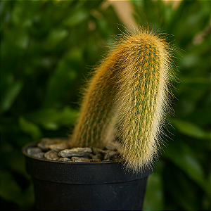 Cacto Cleistocactus colademononis "Rabo de Macaco"
