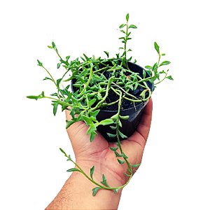 Suculenta Colar de Golfinhos "Senecio Peregrinus"