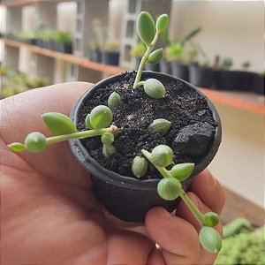 Suculenta Kleinia Herreianus "Colar de azeitonas"