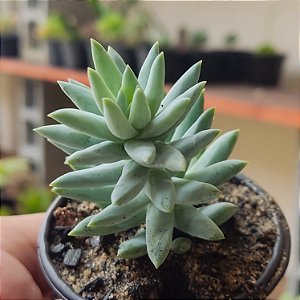 Suculenta Sedum Nicaeense