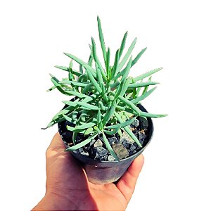 Suculenta Senecio Azul