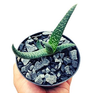 Suculenta Gasteria Carinata Verrucosa