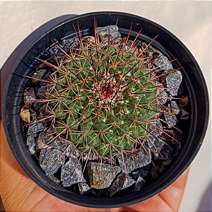 Cacto Mammillaria Melanocentra Var. Rubrograndis