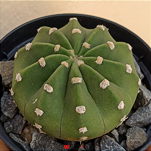 Cacto Echinopsis Subdenudata