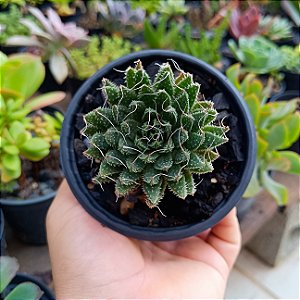 Suculenta Aloe Aristata