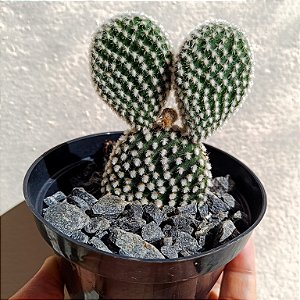 Cacto Opuntia Microdasys "Orelha De Mickey Mouse" branco