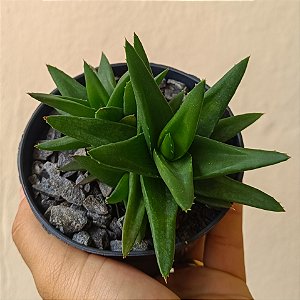 Suculenta Aloe Black Gem