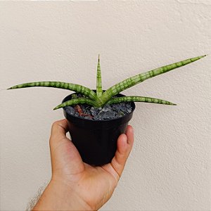 Suculenta Sansevieria cylindrica