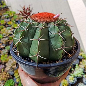 Cacto Cabeça de Frade - Matriz "Melocactus Ernestii"