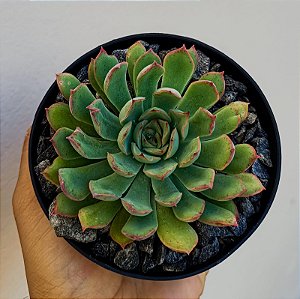 Suculenta Echeveria Pulidonis