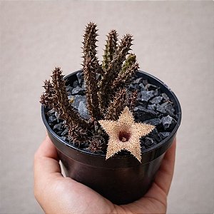 Suculenta Stapelianthus decaryii