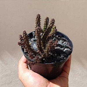Suculenta Stapelianthus decaryii