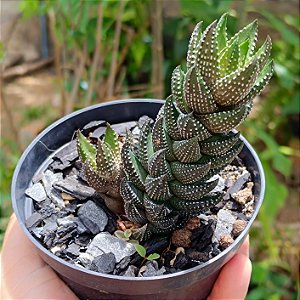 Suculenta Haworthia Coarctata