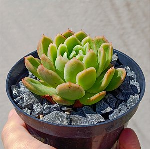 Suculenta Echeveria Nanacam