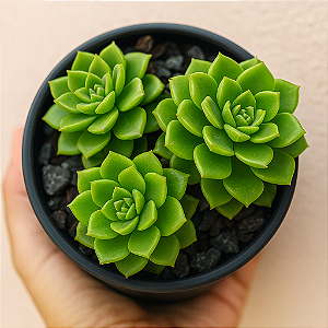 Suculenta Sedeveria Letizia