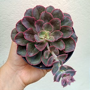 Suculenta Echeveria Painted Frills