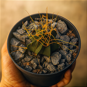 Astrophytum Brasil | Cacto Estrela Raro e Ornamental | WPlantas