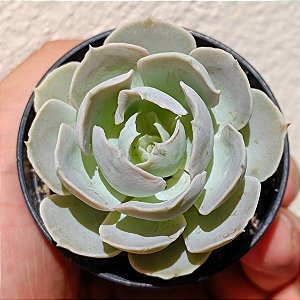 Suculenta Echeveria Runyonii San Carlos