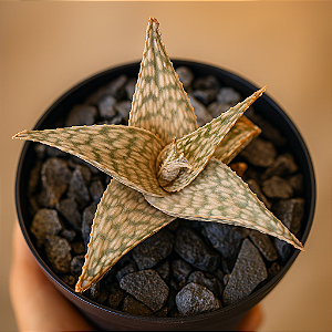 Aloe CV. Moonglow