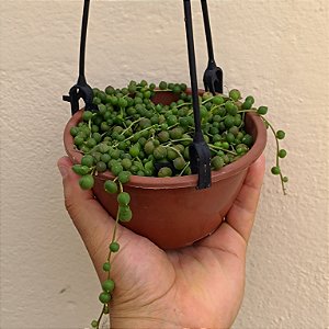 Suculenta Kleinia Rowleyanus "Colar de perolas"