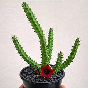 Suculenta Huernia Keniensis
