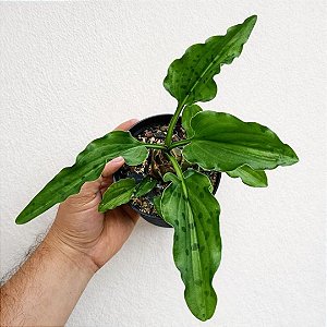 Suculenta Drimiopsis Maculata