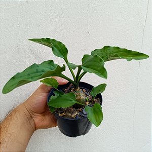 Suculenta Drimiopsis Maculata